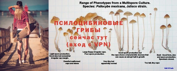 ГАЛЛЮЦИНОГЕННЫЕ ГРИБЫ Богородицк